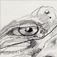 Sketch Face by artist Paul Coombs